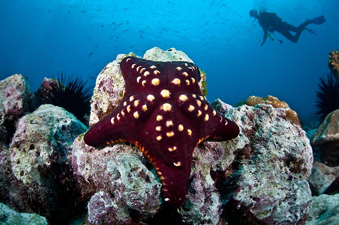 cocos-island-costa-riva-diver-and-seastar-shutterstock_139325636