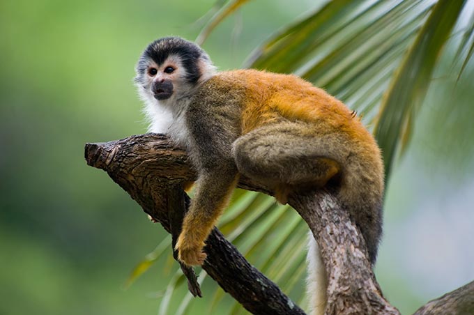 costa-rica-squirrel-monkey-in-a-branch-in-manuel-antonio-national-park-shutterstock_60534190