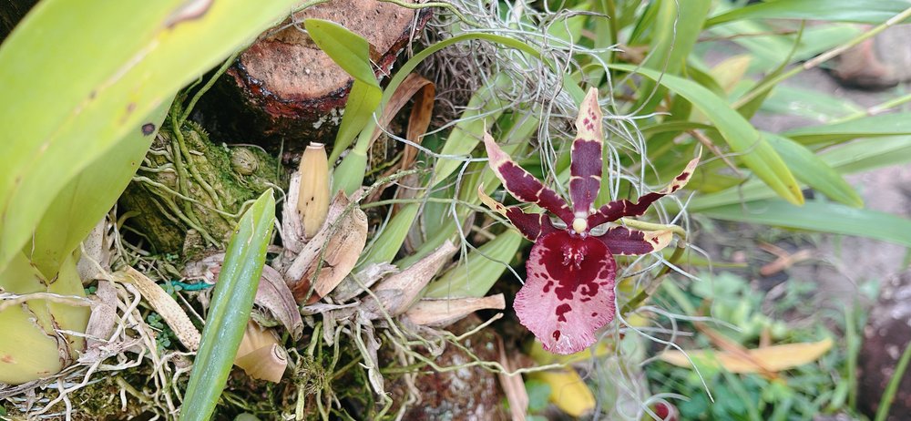 Campamento Canaima_orquideas_foto ligia velasquez_1.jpg