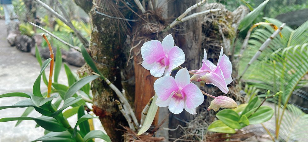 Campamento Canaima_orquideas_foto ligia velasquez_5.JPG