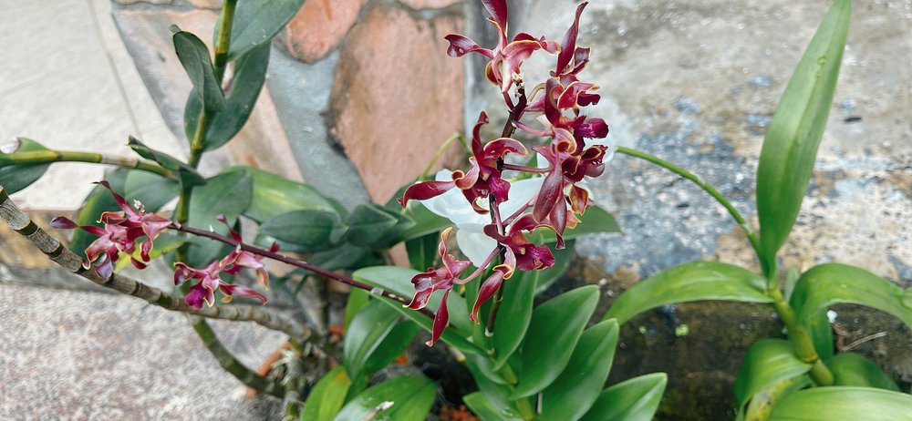 Campamento Canaima_orquideas_foto ligia velasquez_4.JPG