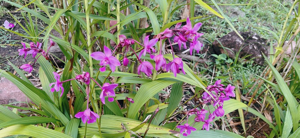 Campamento Canaima_orquideas_foto ligia velasquez_9.JPG