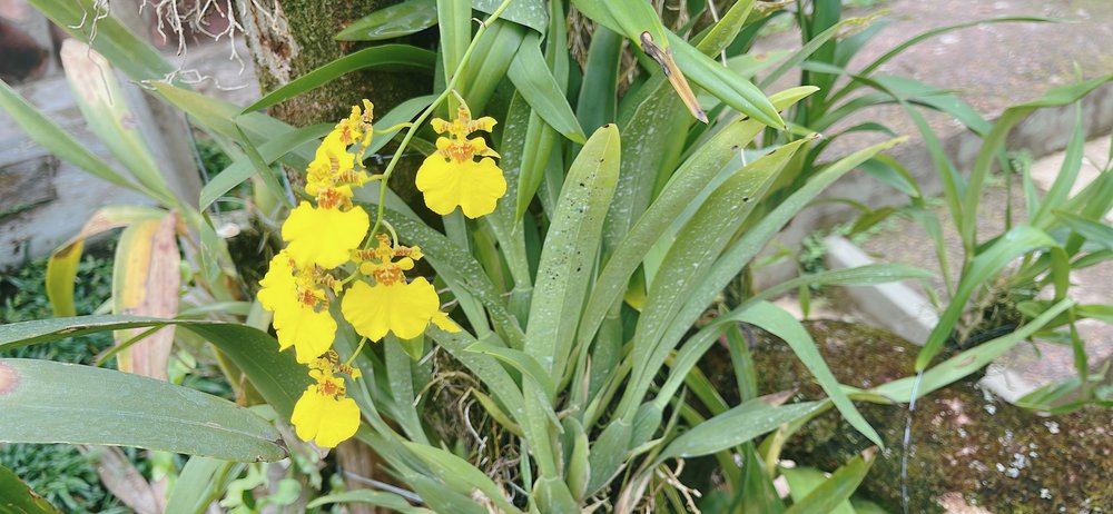 Campamento Canaima_orquideas_foto ligia velasquez_2.jpg