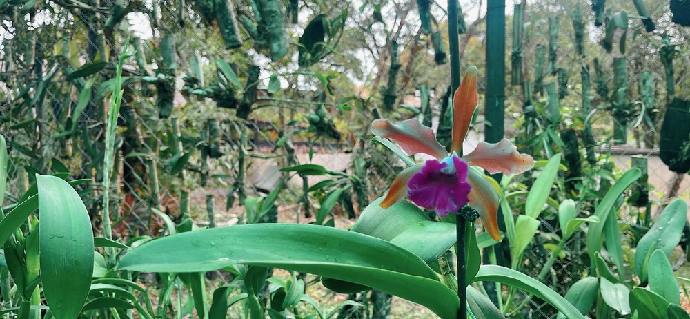 Campamento Canaima_orquideas_foto ligia velasquez_3.jpg